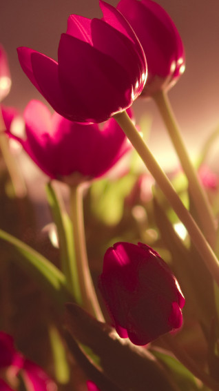 Beautiful Tulips iPhone Wallpaper