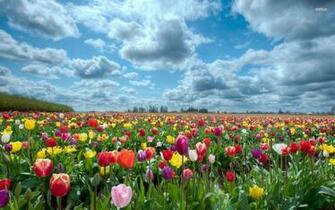 Tulips Wallpaper