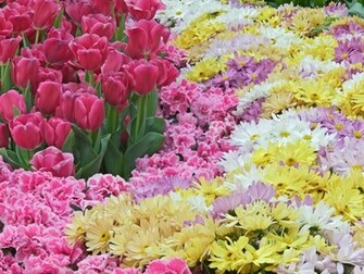 Spring Flowers Wallpaper For Desktop X Jpg
