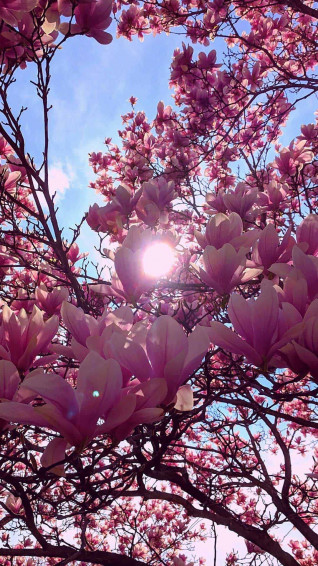 Spring Wallpaper Mobile