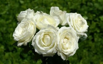 White Rose Wallpaper Desktopwallpaper