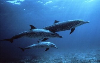 Dolphins Underwater Photos HD Wallpaper Image Pictures