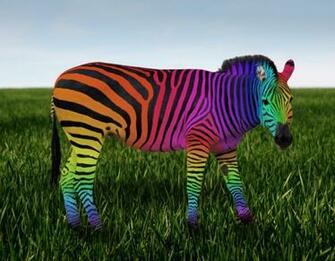 Rainbow Zebra Wallpaper HD Background