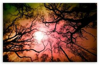 Look Up To The Sky HD Desktop Wallpaper Widescreen High Definition