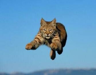 Love U Wallpaper Bobcat
