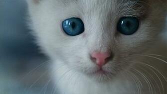 Wallpaper Cat Blue Eyed Bushy Full HD HDtv