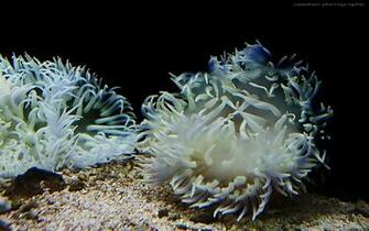 White Blue Sea Anemone