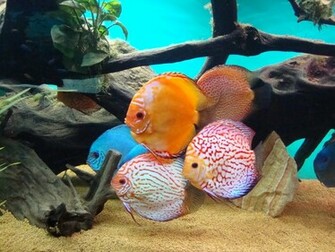 Discus Fish Photos Wallpaper The Fun Bank