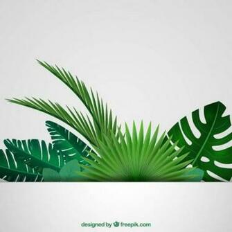 Palm Tree Vectors Photos And Psd Files