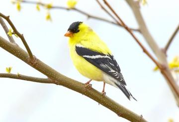 Yellow Bird Pictures Image