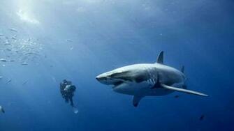 Great White Shark Wallpaper HD