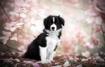 Wallpaper Nature Dog Spring Puppy Image For Desktop Section