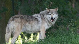 Timber Wolf High Quality And Resolution Wallpaper On