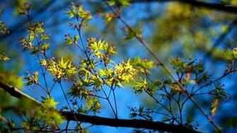 Tree Branch Wallpaper Photography