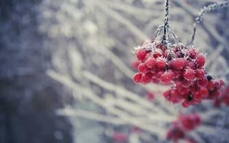Beautiful Winter Wallpaper HD Desktop 4k