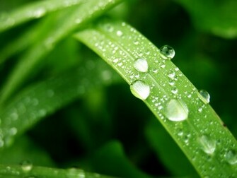 Wet Leaf Wallpaper Stock Photos