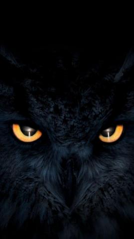 Owl Dark Glowing Eyes Muzzle Wallpaper