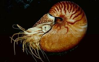 Cuttlefish Wallpaper Wallpoper