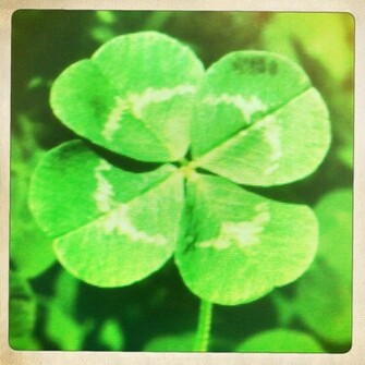 Four Leaf Clover Wallpaper HD