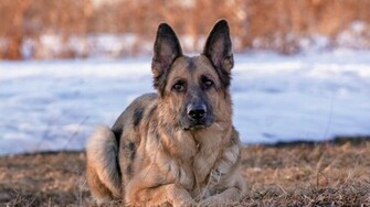 German Shepherd Dog Wallpaper