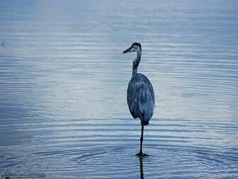 Wallpaper Bird Stork Pond