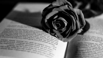 Red Rose Aesthetic Computer Wallpaper On