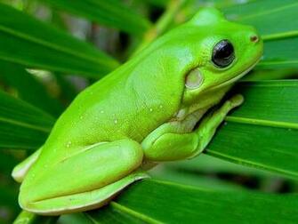 Tree Frog Wallpaper