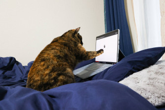 Cat Computer Wallpaper