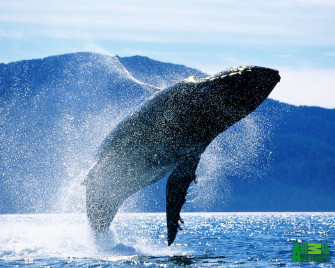 Whale Wallpaper
