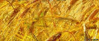 Picture Cover Wallpaper Desktop Ukraine Rye Field