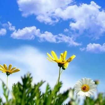 Spring Daisies Flower Wallpaper For iPad