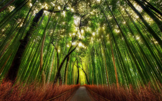 Desktop Bamboo HD Wallpaper