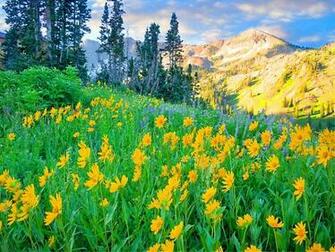 Floral Meadow Near The Mountain Wallpaper