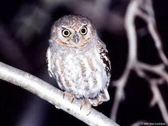 Owl Wallpaper