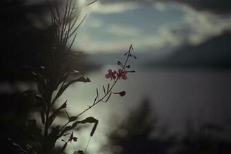 Dark Flowers Widescreen Wallpaper HDflowerwallpaper
