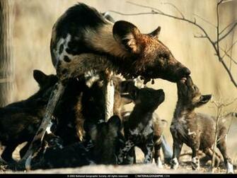 Animals Image African Wild Dog HD Wallpaper And