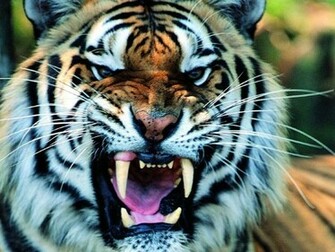 Tiger Screensaver Screensavers