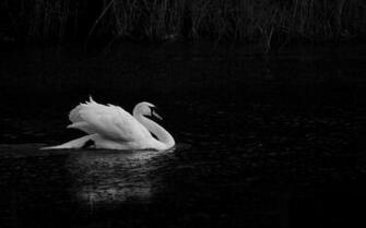 Mute Swan Computer Wallpaper Desktop Background Id
