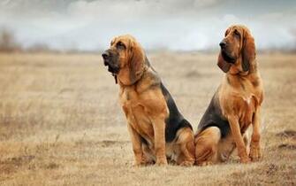 Bloodhound HD Wallpaper Wallpaperin4k Net