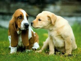 Dogs Wallpaper For Computer High Definition