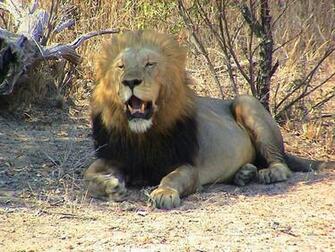 Roaring Lion Wallpaper S Directory Photo And