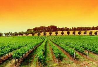 Wallpaper Vineyard Dualscreen Desktop Nature Goodwp