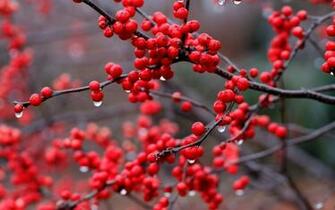 Red Berry Branch And Rain Drops Wallpaper