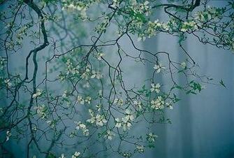 Flower And Fog Wallpaper Wall Mural Self Adhesive Multiple Size