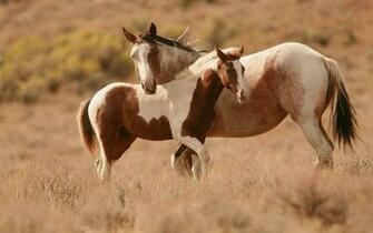 Paint Horse Wallpaper