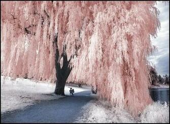 Willow Tree Contest Winners By Trees With Character