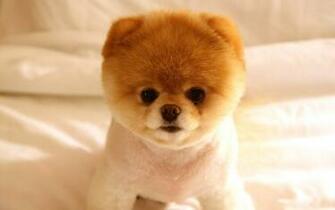 Cute Dog Boo Wallpaper HD