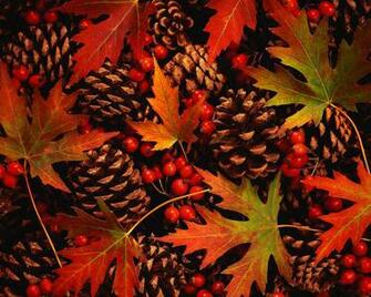 On Some Hot Cider And Enjoy The Colors Of Fall With Your Little One