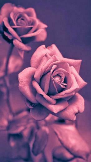 Cool Beautiful iPhone Plus Wallpaper Background In HD