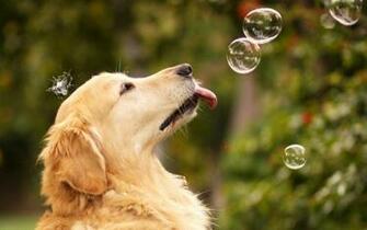 Desktop Wallpaper Dogs